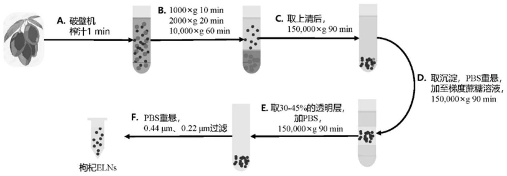 枸杞细胞外囊泡在促进组织修复或生长中的应用