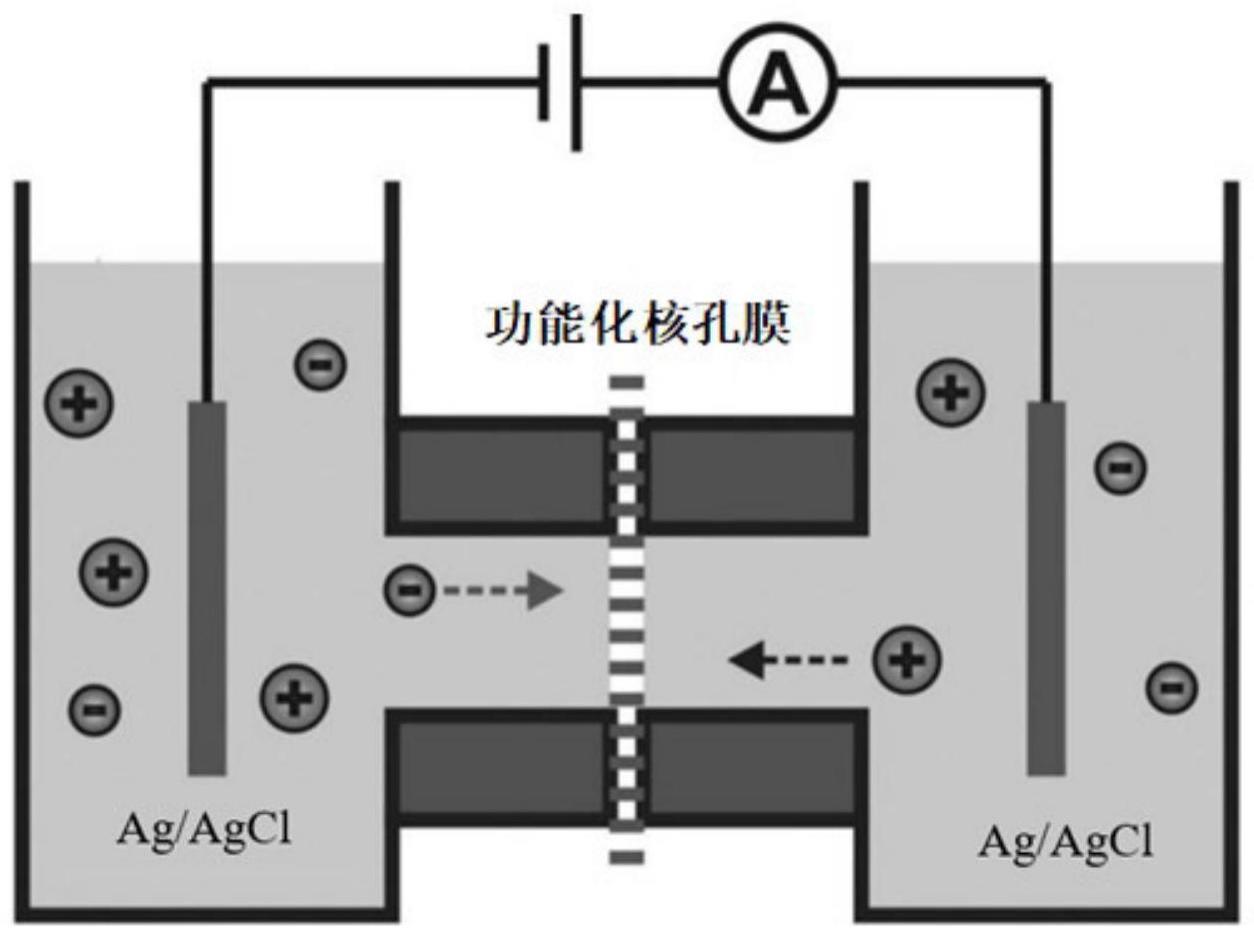 一种基于功能化核孔膜的CA50抗原电化学检测方法与流程