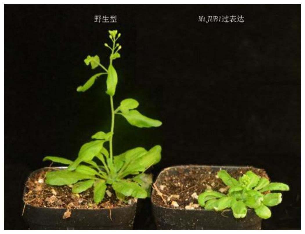 调控豆科植物株型的基因MtJUB1、互作基因及应用