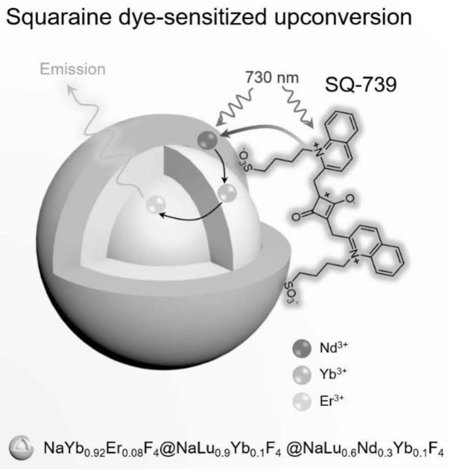 近红外方酸染料敏化稀土上转换发光纳米探针、制备方法及其应用