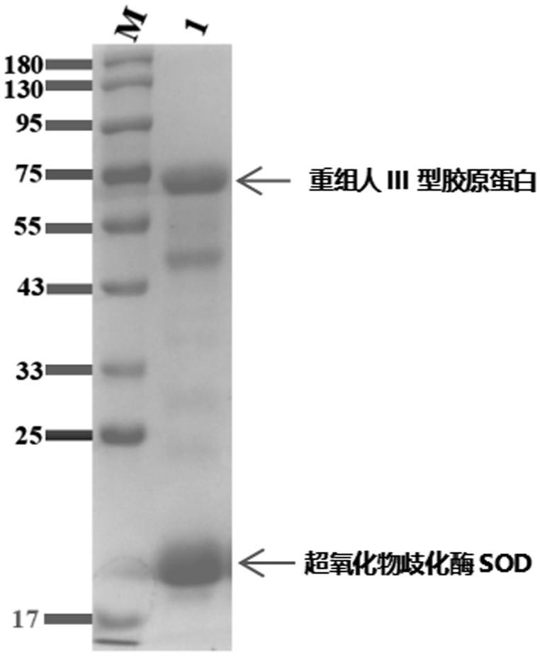 一种用于角膜损伤修复的日抛型滴眼液及其制备方法与流程