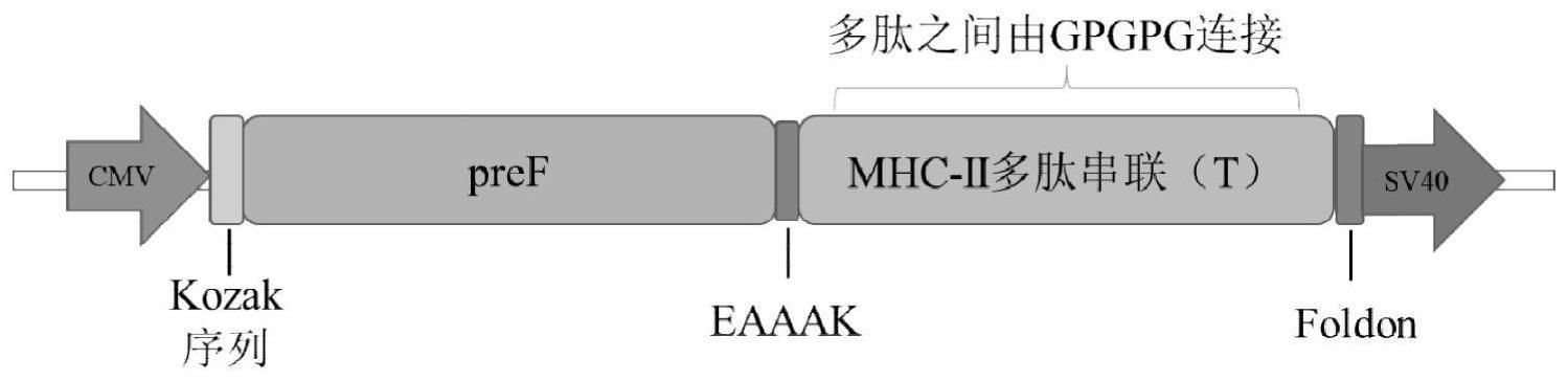 一种用于呼吸道合胞病毒感染的重组腺病毒疫苗的制作方法