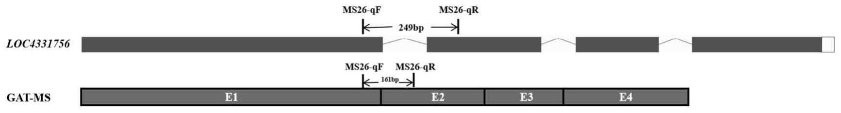 转基因作物目的基因GAT-MS拷贝数检测方法及试剂盒与流程