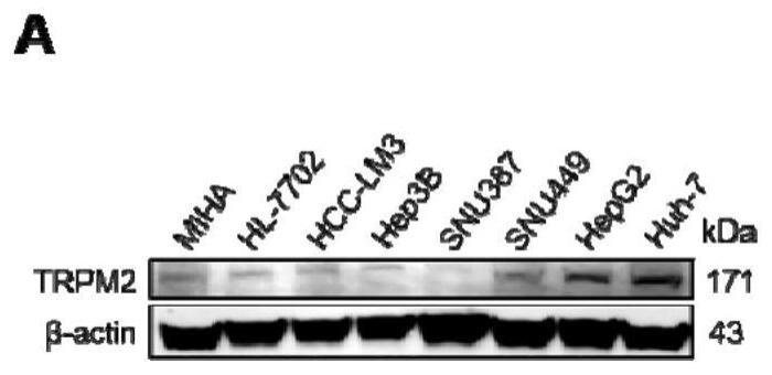 TRPM2抑制剂的用途