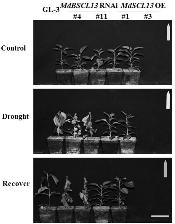 一种转录因子在调控植株抗旱性中的应用的制作方法