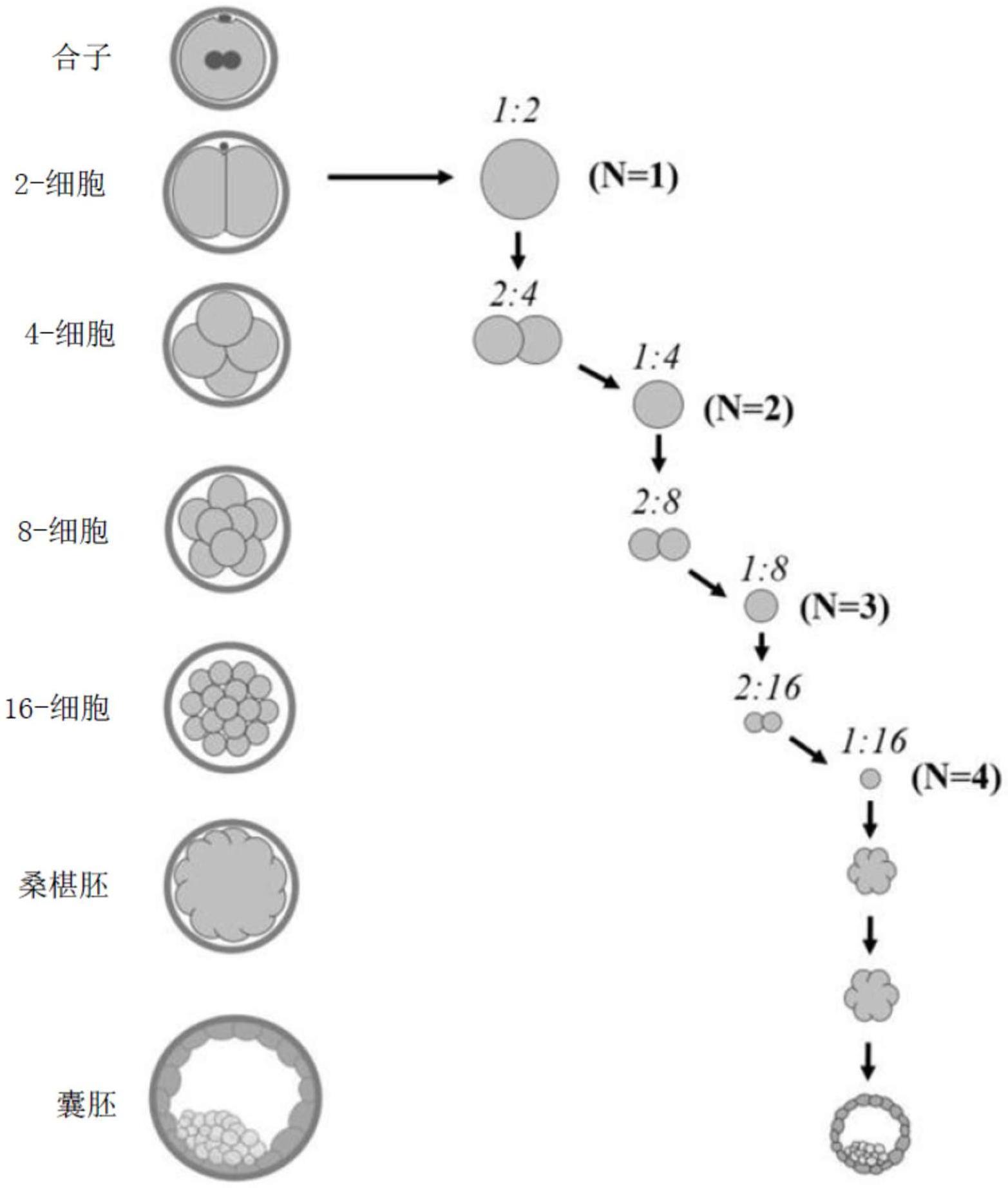 胚胎孪生化方法与流程