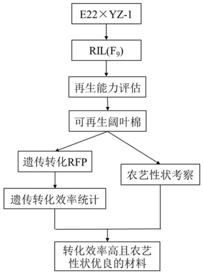 一种陆地棉高效遗传转化受体的培育方法及应用