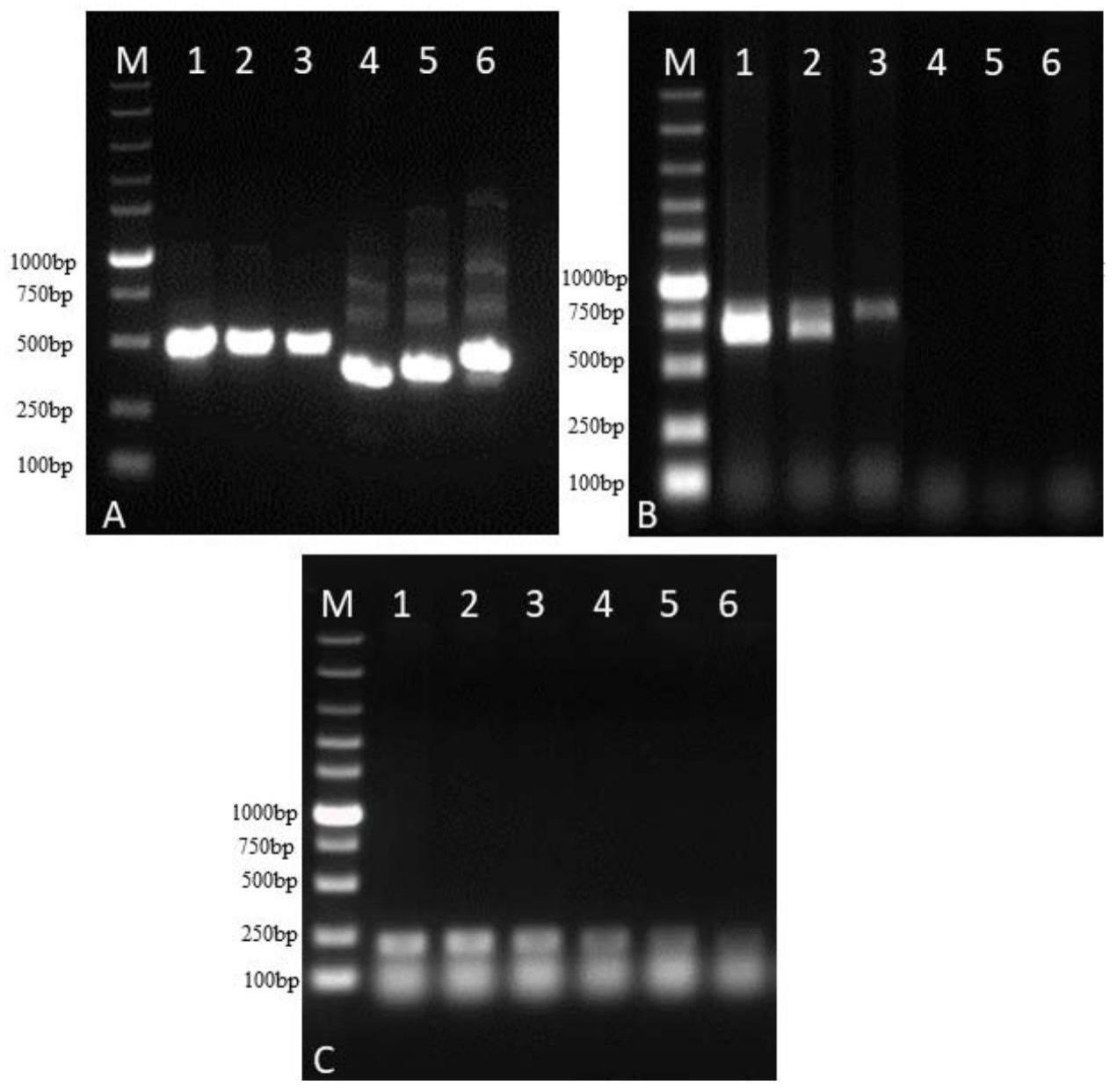 一种同时检测幽门螺杆菌耐药位点、毒力基因及CYP2C19基因多态性的靶向测序方法与流程