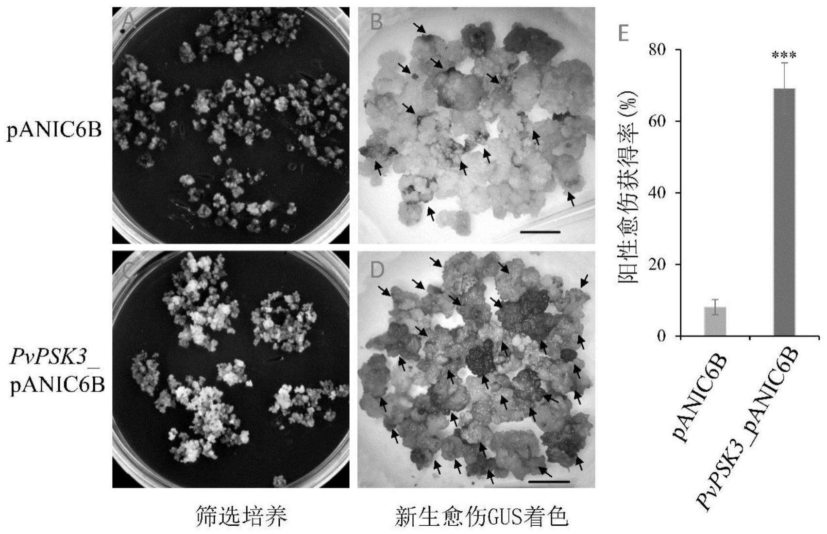 PvPSK3基因在提高禾本科植物遗传转化效率中的应用