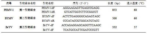 Pemv 1、bymv、bryv一步法多重rt Pcr检测试剂盒及检测方法 0276