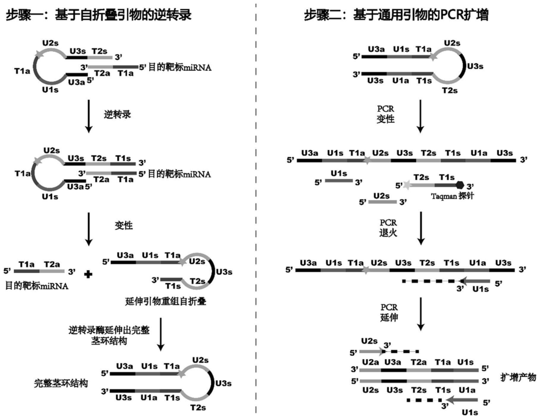 一种用于核酸扩增的捕获核苷酸及其应用