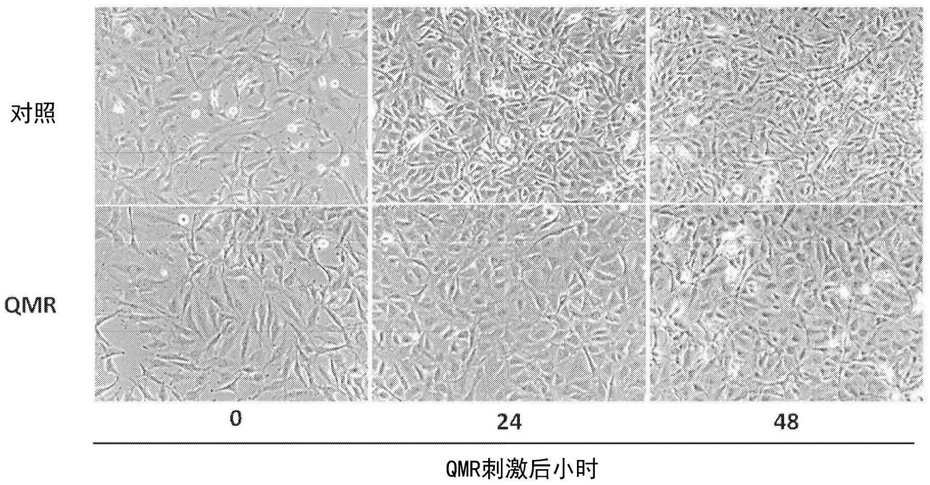 用于赘生物细胞处理的装置和抗肿瘤药物的制作方法