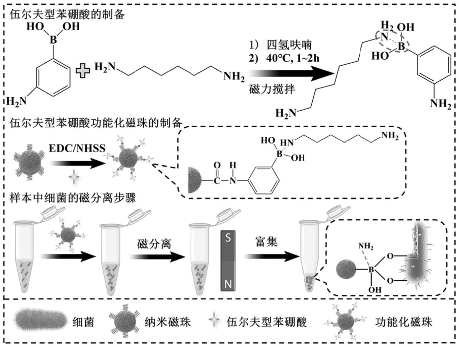 一种伍尔夫型苯硼酸功能化磁珠及其制备方法和应用