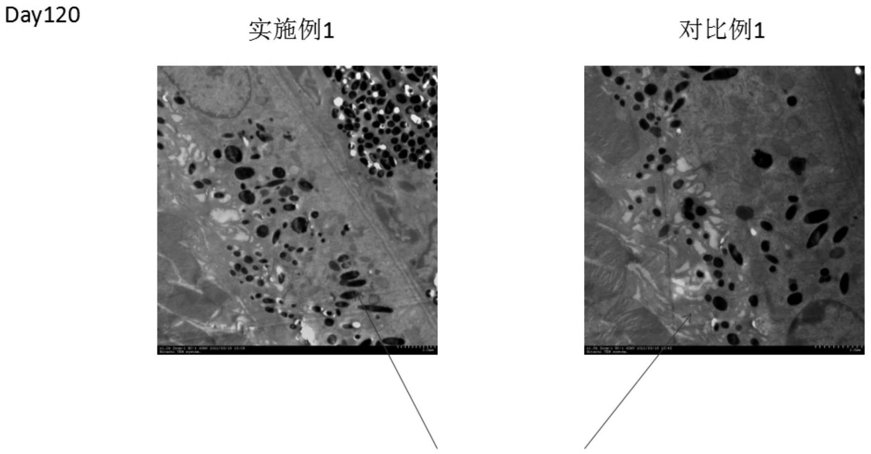 一种视网膜色素上皮细胞的制备方法