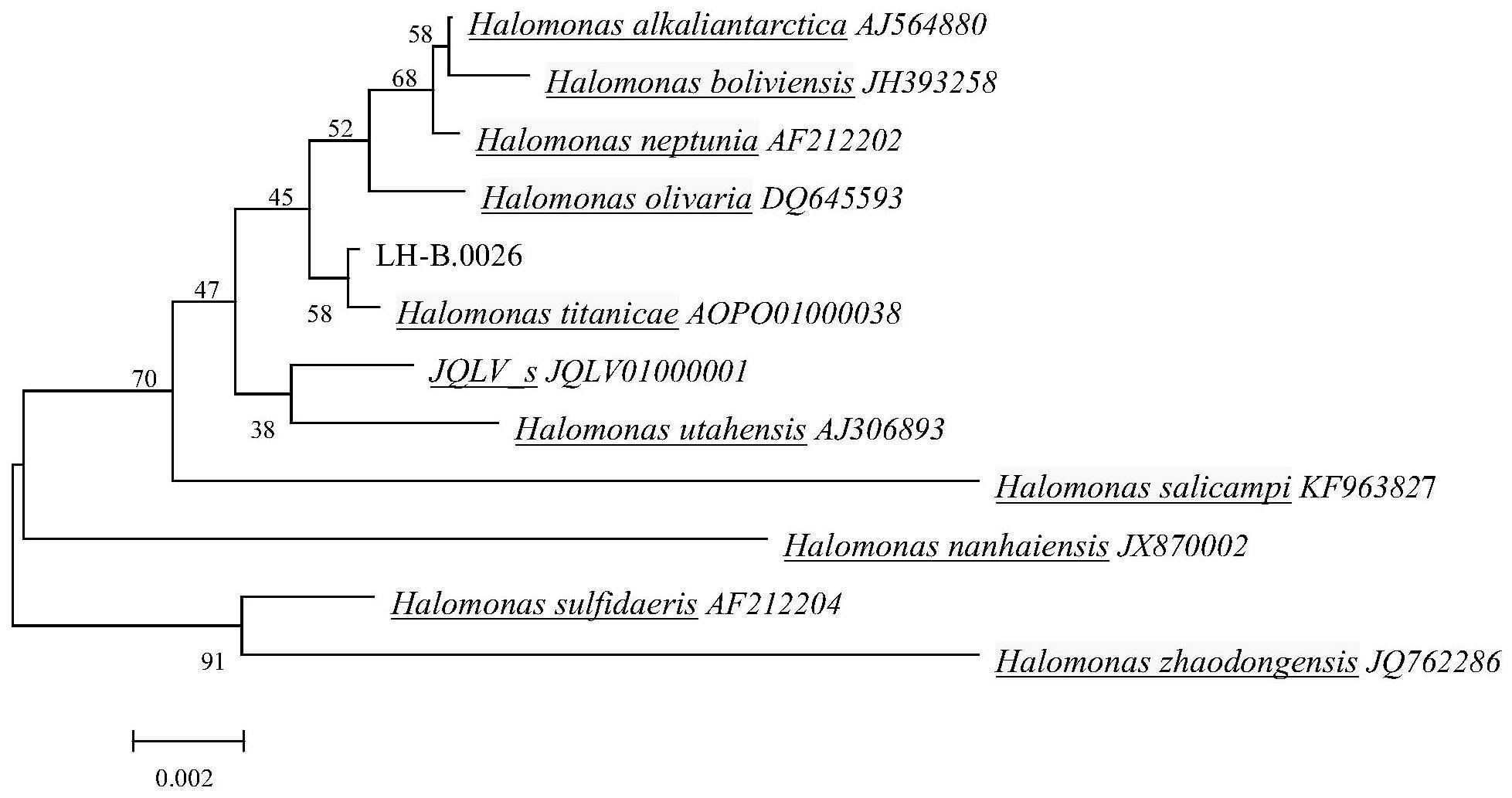 海洋细菌泰坦尼克盐单胞菌LH-B.0026及其用途的制作方法