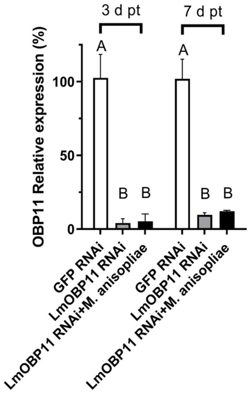 飞蝗气味结合蛋白LmOBP11基因及其编码蛋白与应用