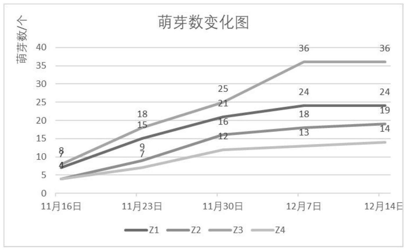 一种胡椒木大棚盆栽成型方法