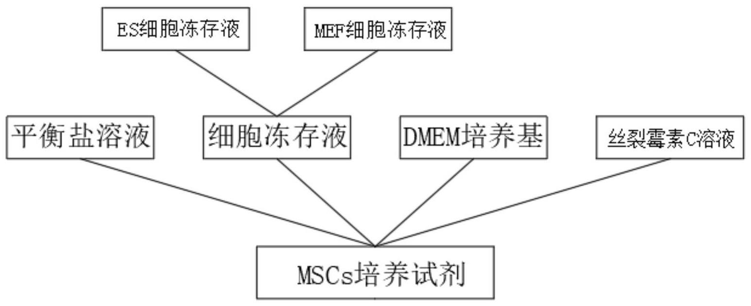 一种用于毛囊活化的间充质干细胞培养试剂的制作方法