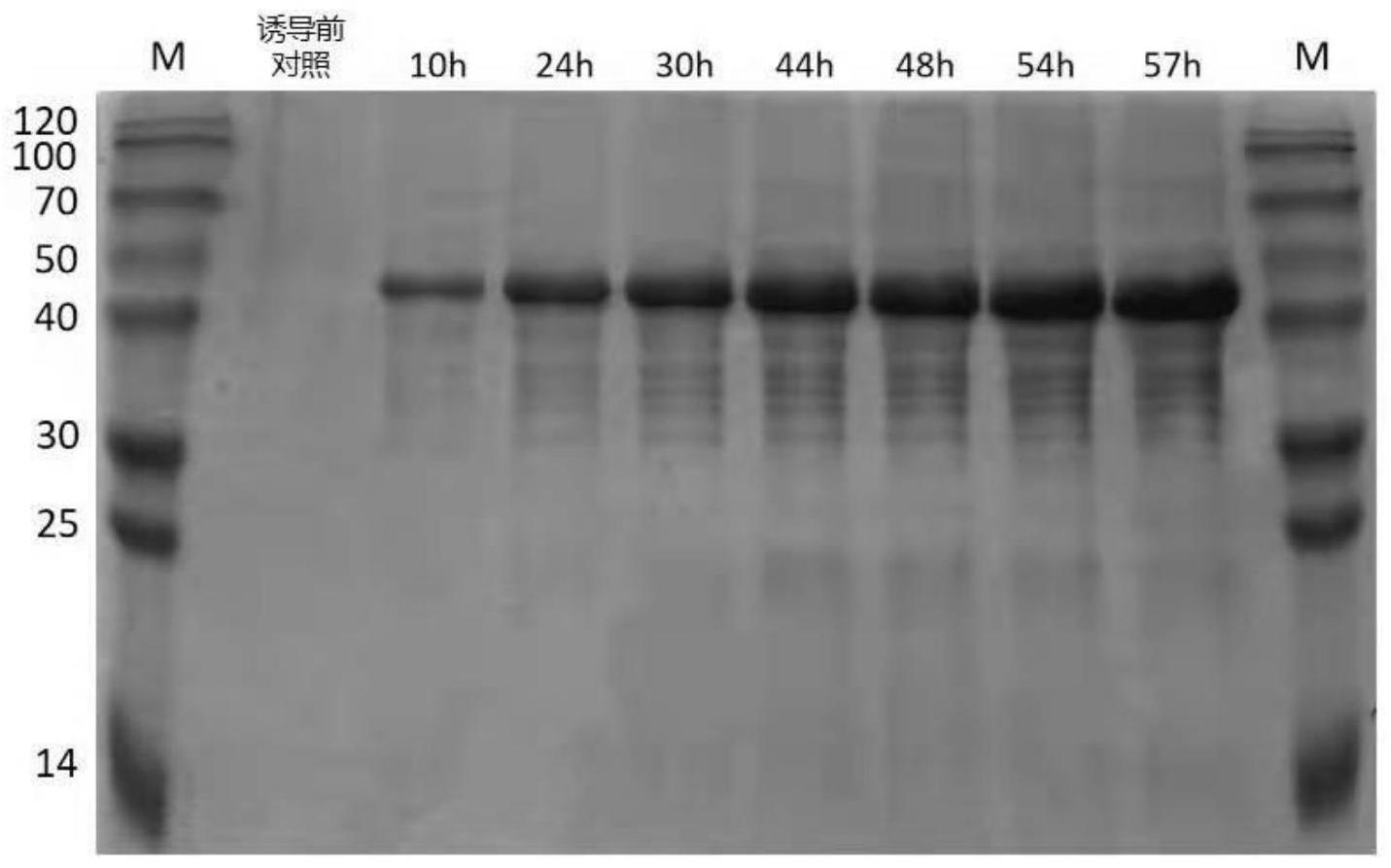 一种高效分泌表达重组人源Ⅲ型胶原蛋白α1链的毕赤酵母及其发酵工艺的制作方法