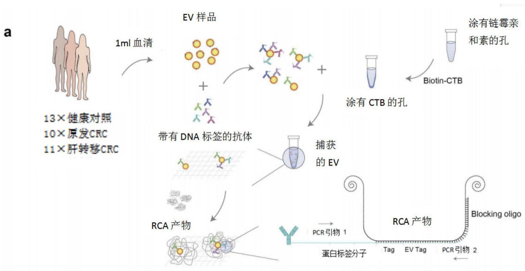 用作胃肠癌症生物标志物的特征蛋白、细胞外囊泡、用途及诊断和治疗靶点的制作方法