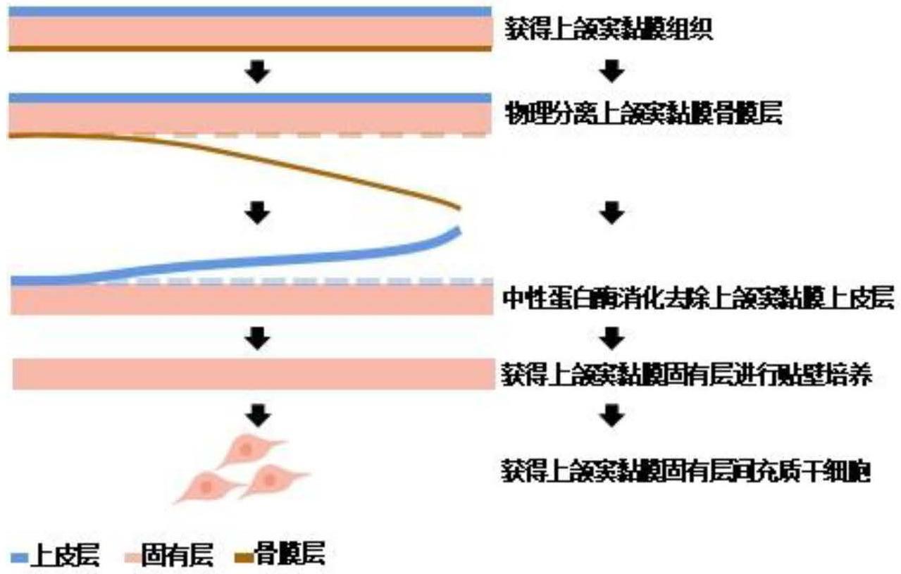 一种人上颌窦黏膜固有层间充质干细胞的提纯方法及应用