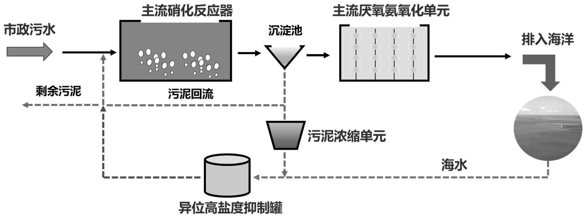 一种用于沿海污水处理厂实现城市污水厌氧氨氧化的方法