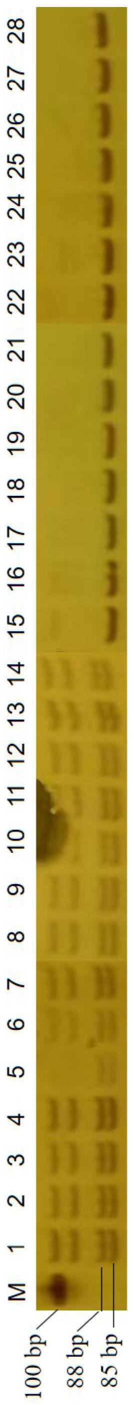 一种梨的矮化性状SSR分子标记、引物、试剂盒及其应用