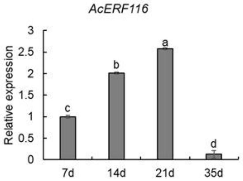 槟榔ERF116基因及其在植物器官脱落中的应用