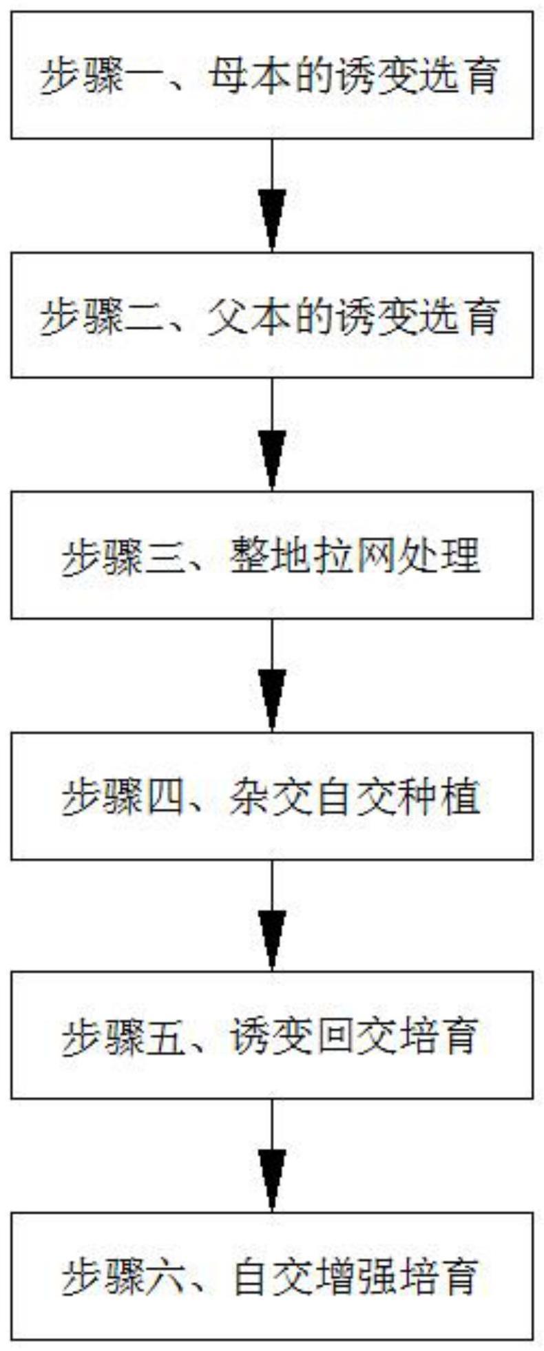 一种黑麦新品种的选育方法