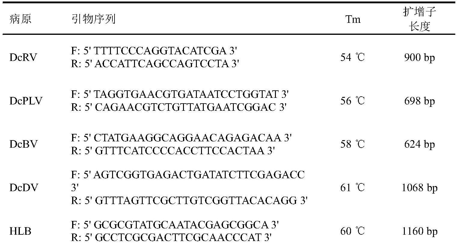 一种柑橘木虱中DNA病毒和RNA病毒及HLB病菌的检测方法