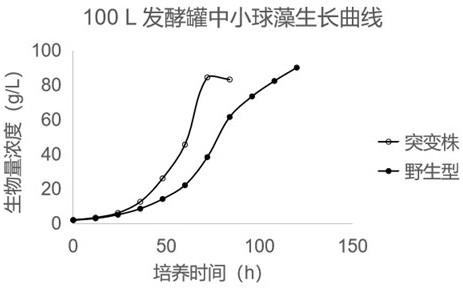 一株高产叶黄素的诱变小球藻及其制备方法与应用与流程