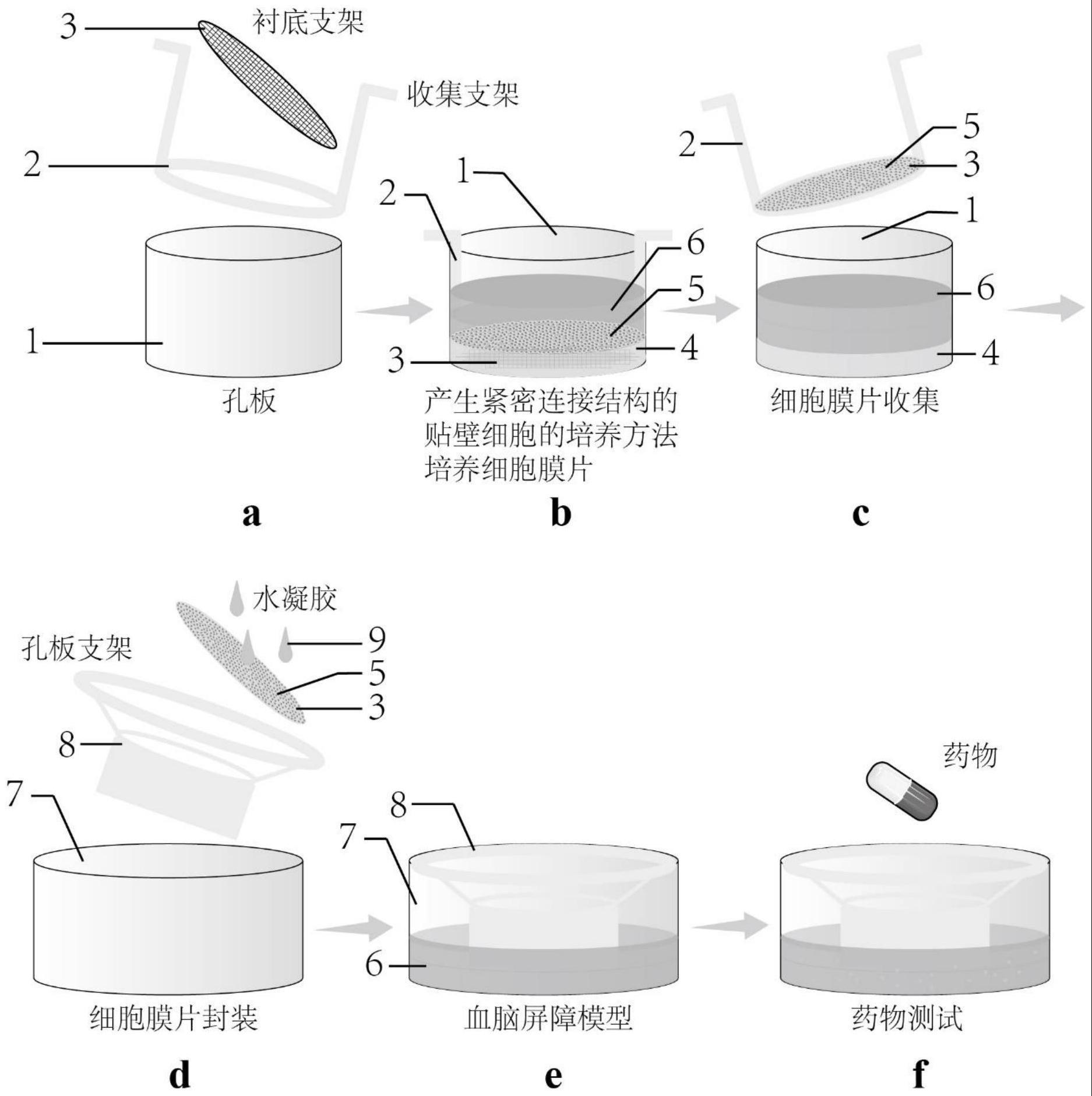 一种具有紧密连接结构的体外血脑屏障模型及其应用