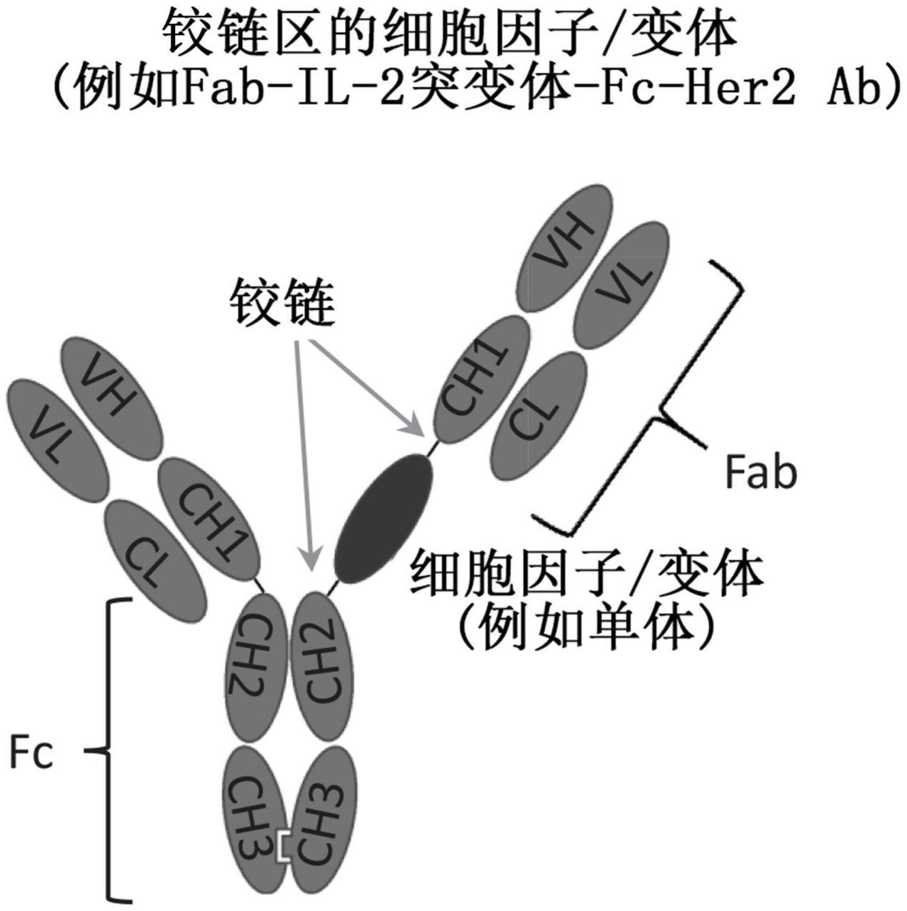 免疫细胞因子及其用途的制作方法