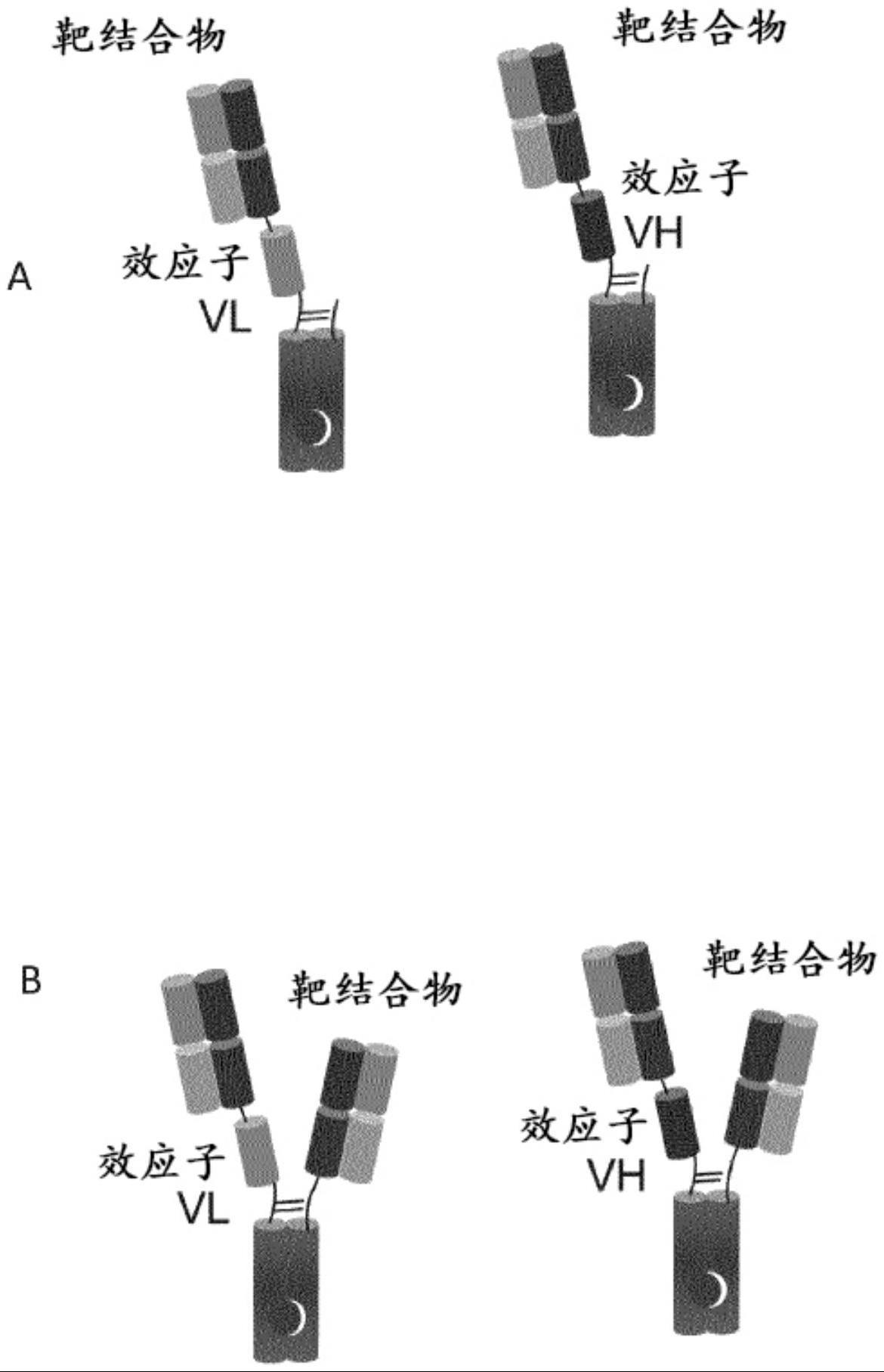 与癌细胞结合并将放射性核素靶向所述细胞的分裂抗体的制作方法