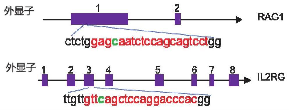 一种模拟免疫缺陷病单碱基基因编辑非人灵长类动物模型及其制作方法与应用