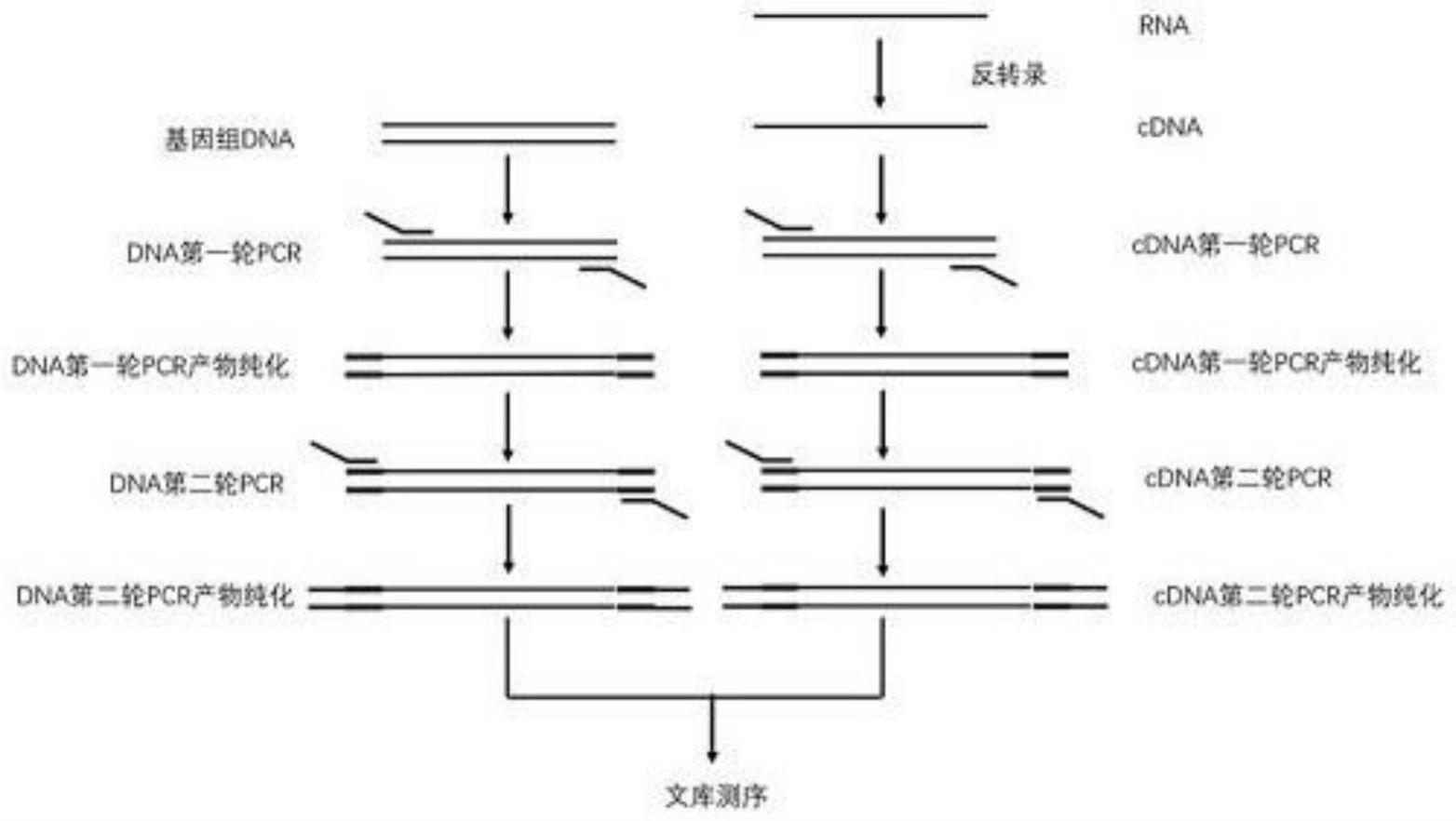 检测甲状腺癌分子分型相关基因突变的文库构建方法与流程