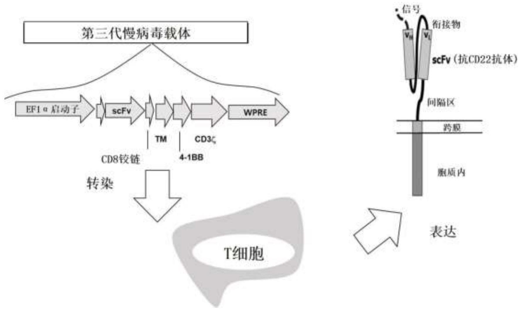 CD22特异性人源化抗体及利用其的嵌合抗原受体的制作方法