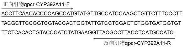 基于P450基因表达量的二斑叶螨对阿维菌素抗性检测方法及其试剂盒