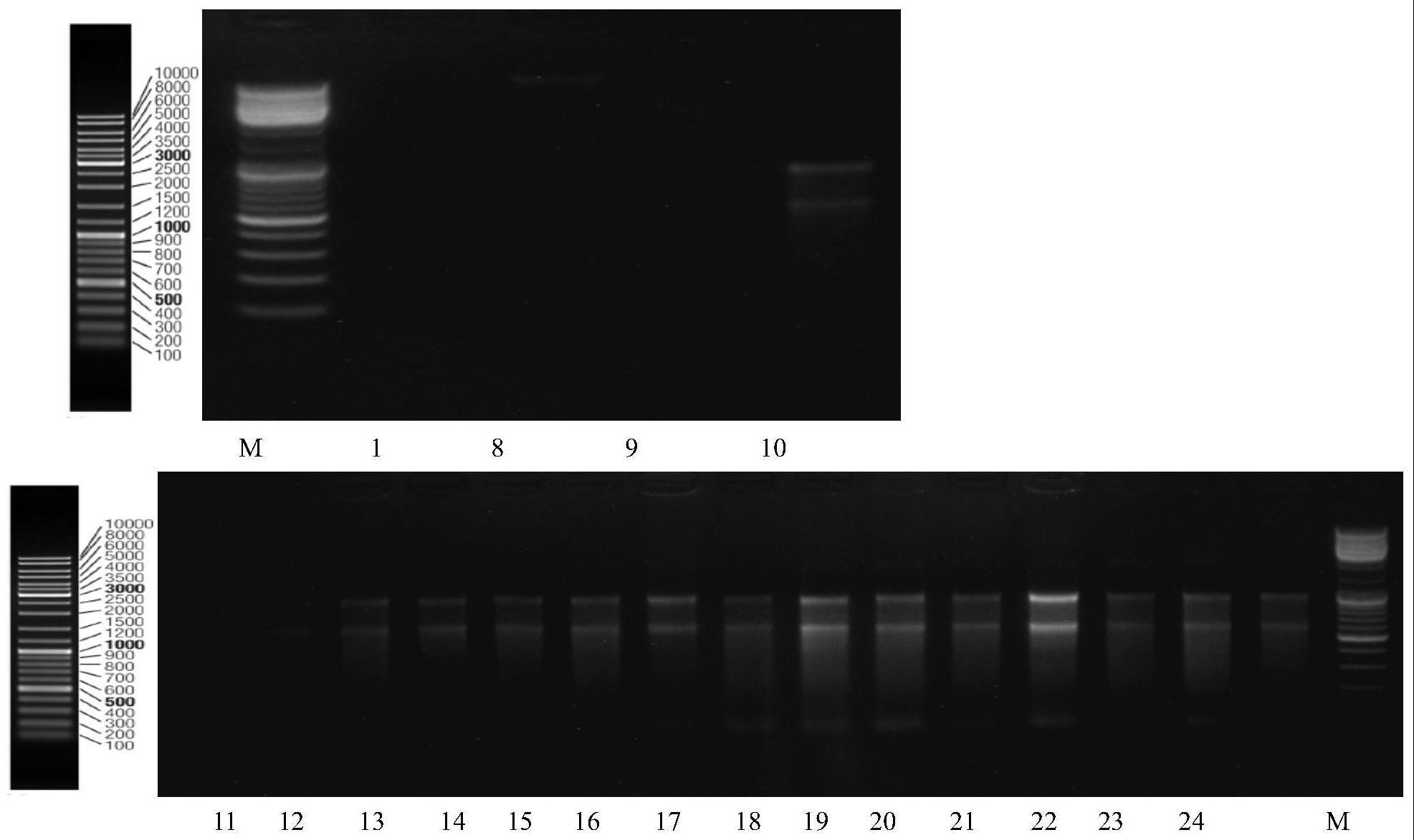 一种基于数字PCR定量检测齿兰环斑病毒的方法与流程