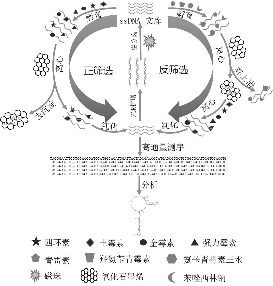 一种四环素类抗生素广谱适配体