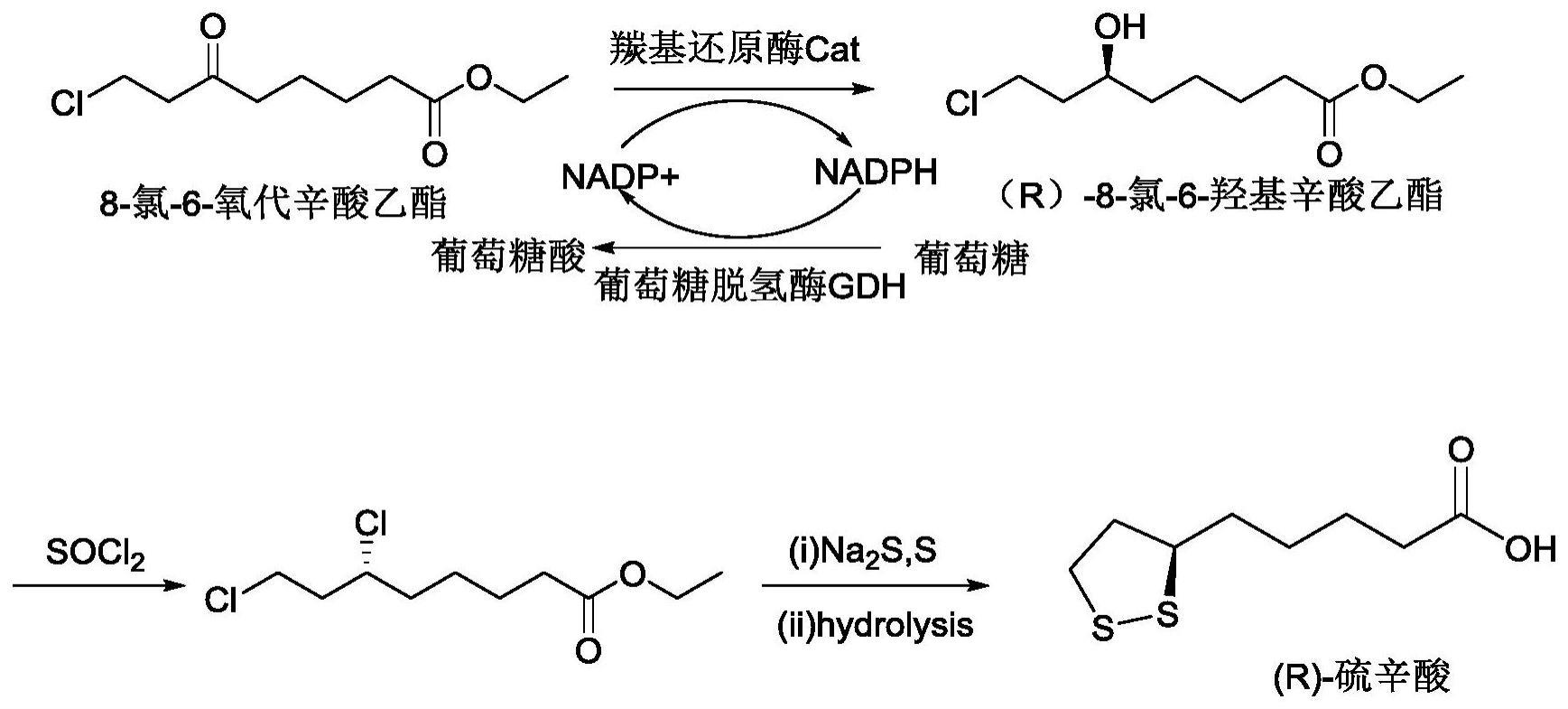 一种羰基还原酶及其突变体及其在制备手性(R)-8-氯-6-羟基辛酸乙酯中的应用的制作方法