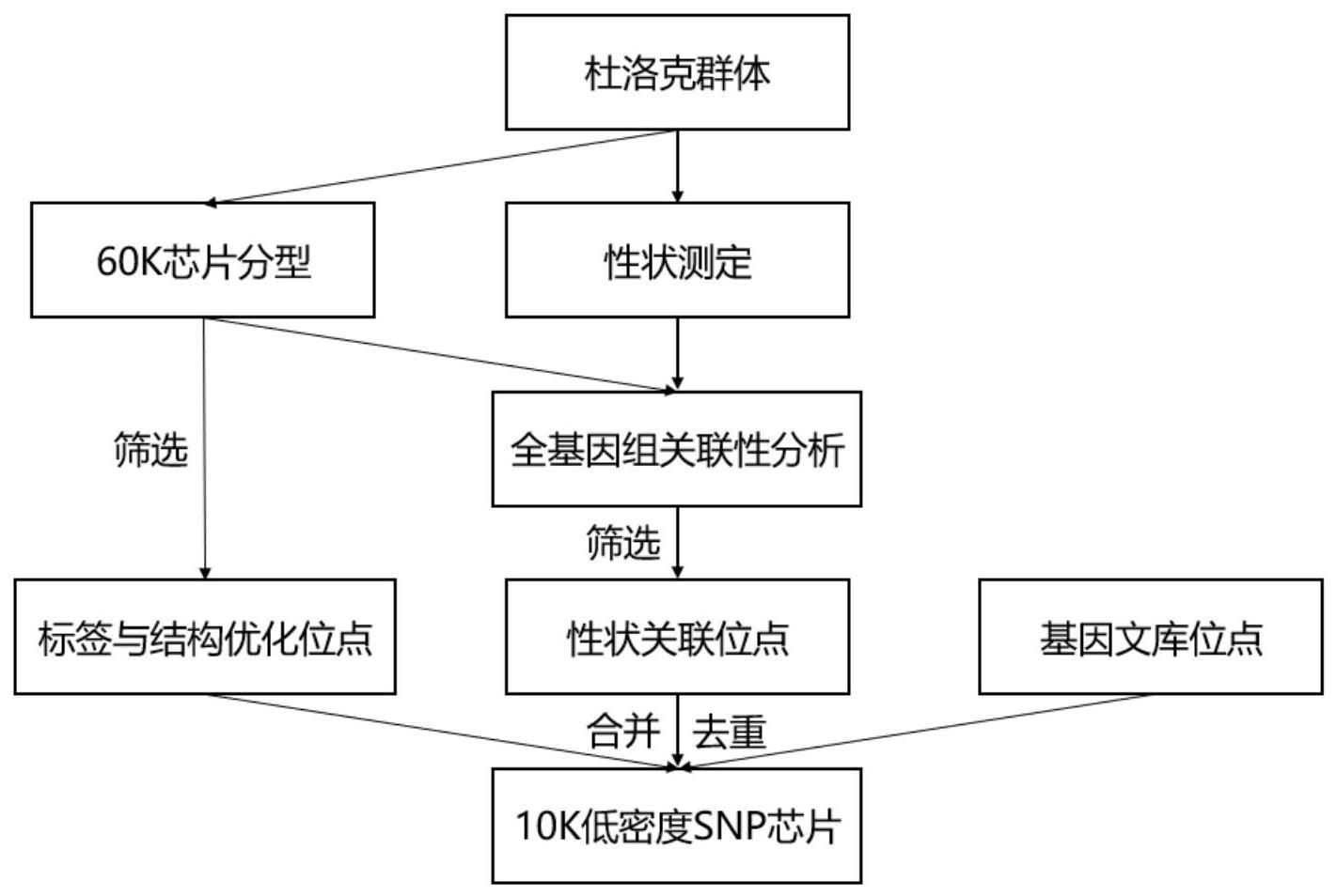 一个杜洛克猪全基因组低密度SNP芯片及其制备方法和应用与流程