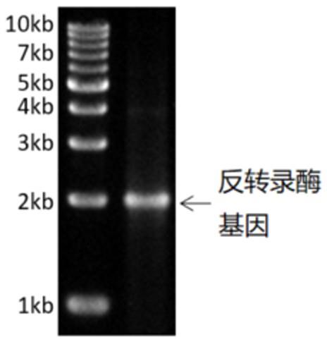 一种热稳定性反转录酶突变体基因、制备方法和应用与流程