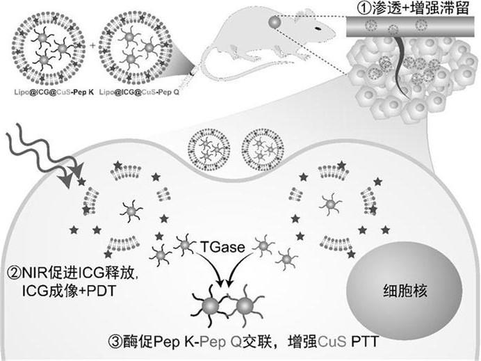 一种近红外响应型硫化铜纳米粒聚集的脂质纳米体系的制备方法及应用