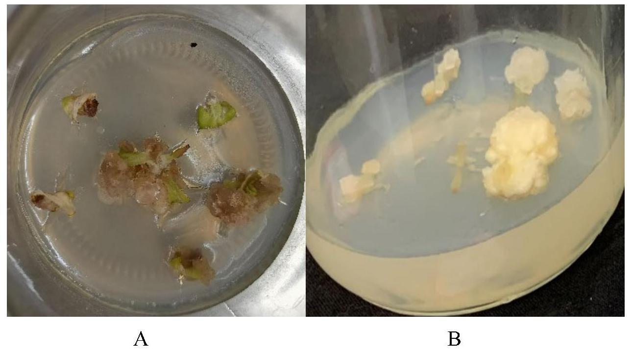 一种快速增殖山莨菪细胞生物量的培养方法和培养基与流程