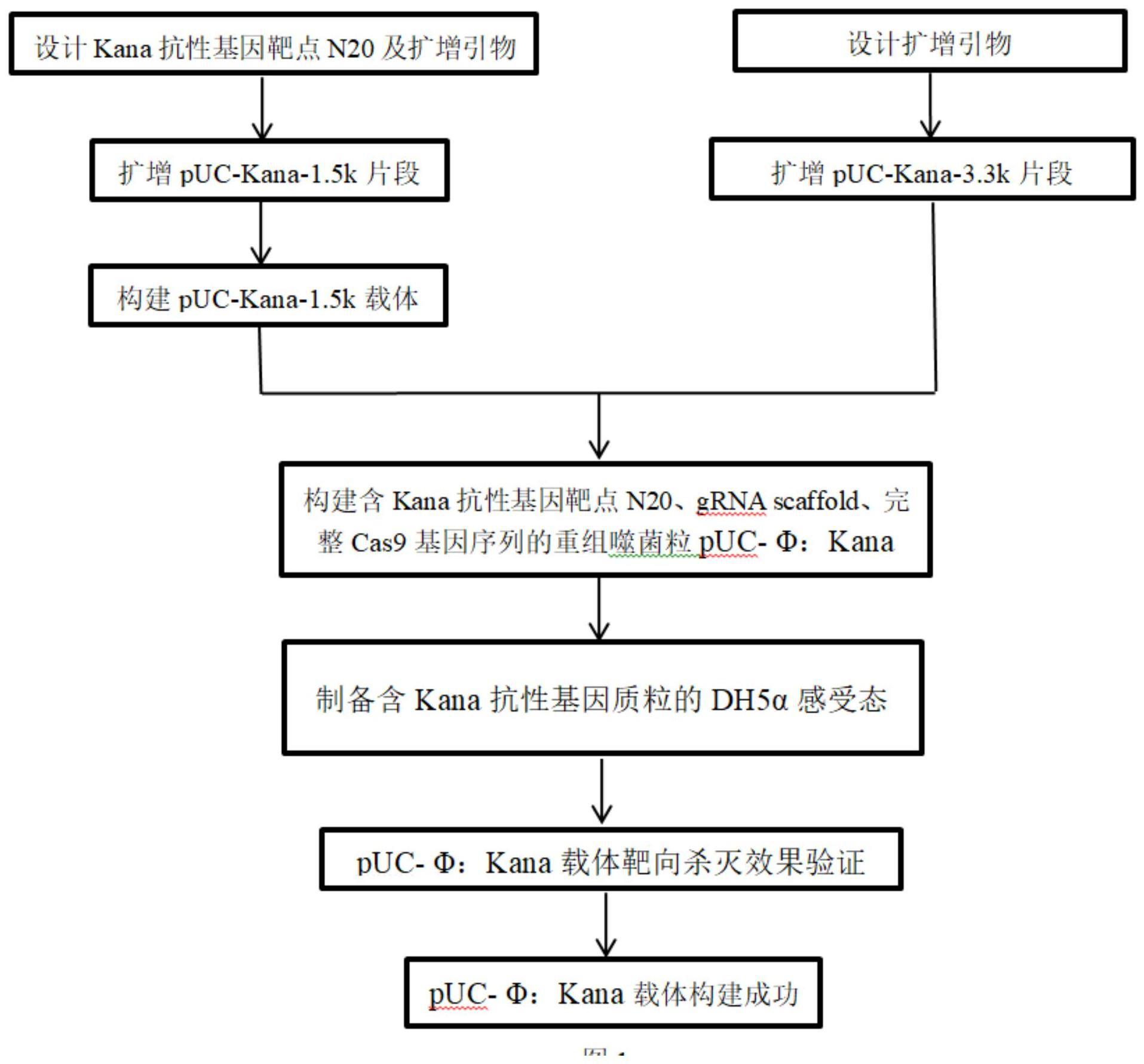 一种CRISPR-Cas9工程噬菌粒的构建方法与流程