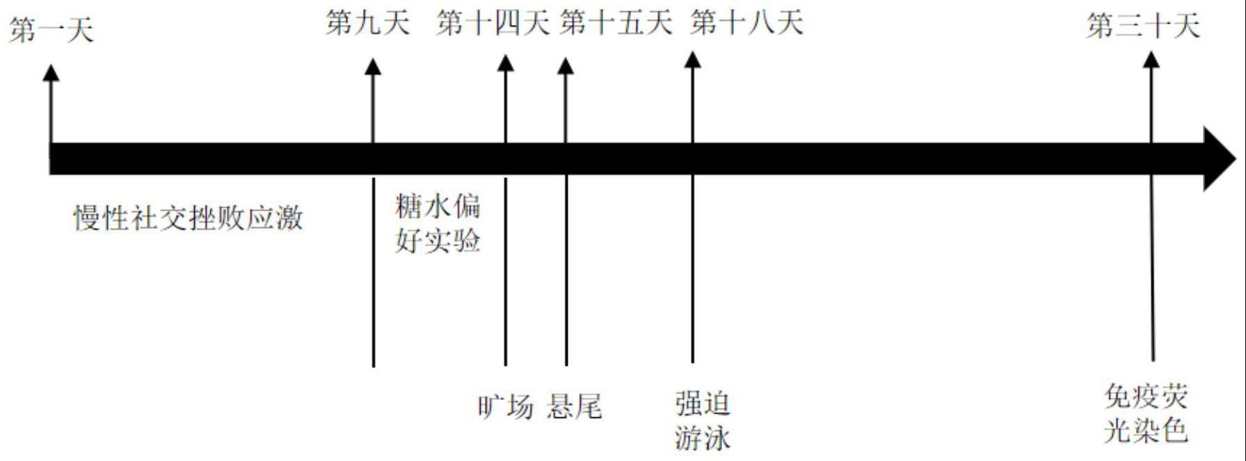 一种基于社会应激的AD小鼠抑郁共病模型的构建方法及应用