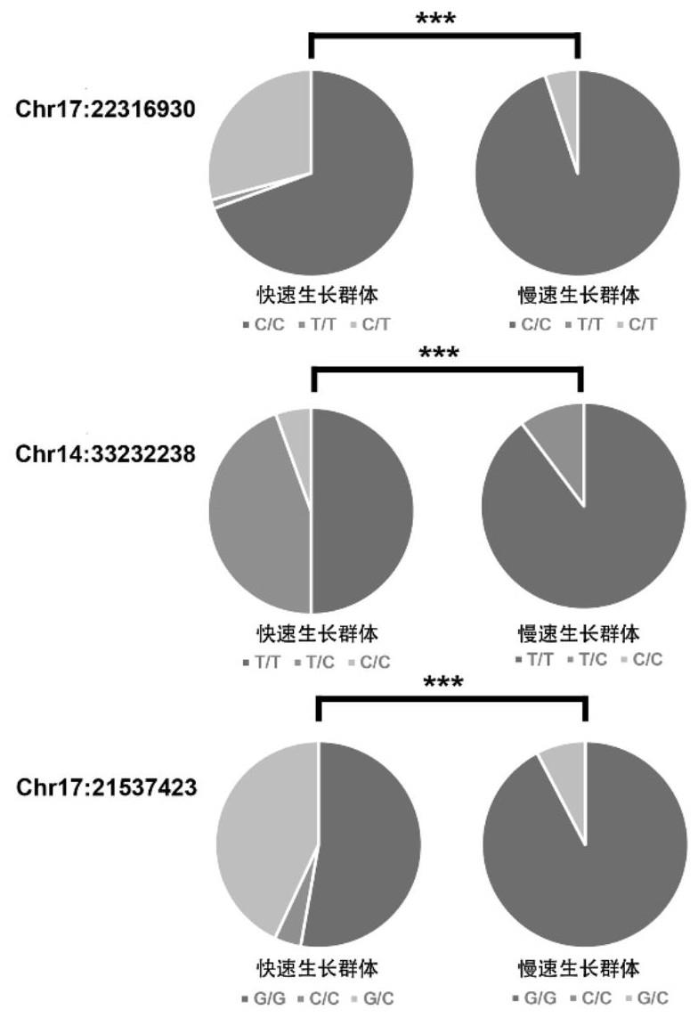 一种豹纹鳃棘鲈的生长相关SNP分子标记及其应用