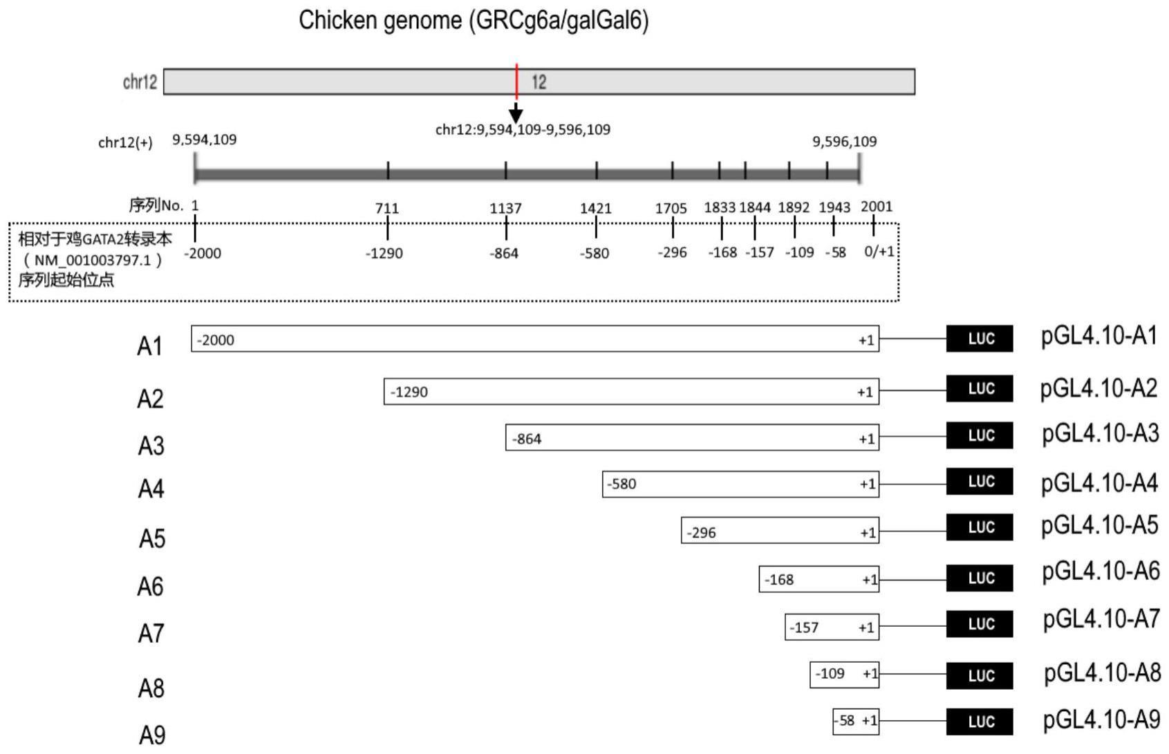 一种鸡GATA2基因启动子及其构建方法和应用