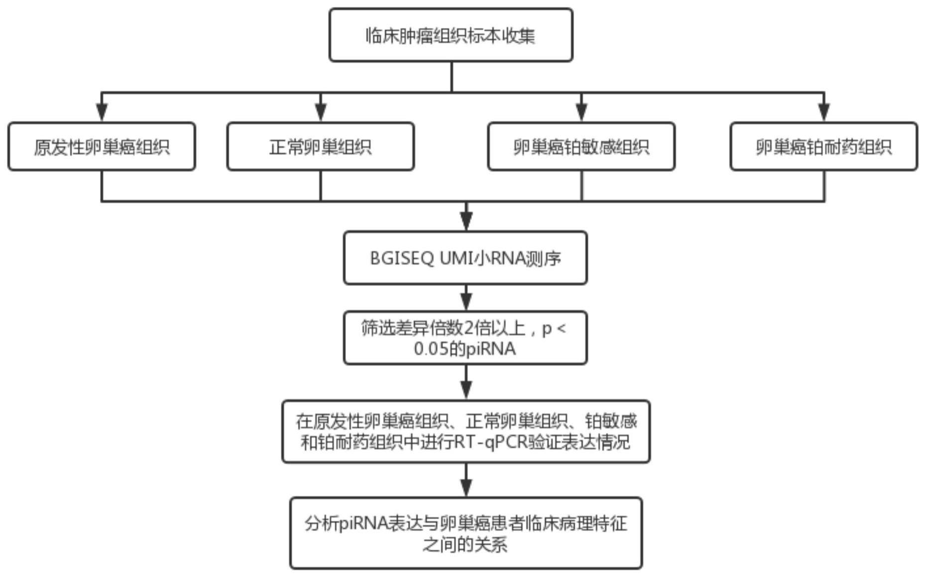 一种增强人卵巢癌顺铂耐药性的piRNA标志物及其在检测和治疗中的应用